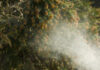 Myths and realities of Texas allergen