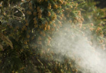 Myths and realities of Texas allergen