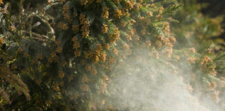 Myths and realities of Texas allergen