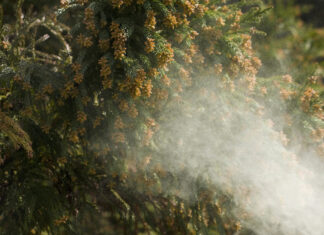 Myths and realities of Texas allergen