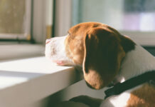 How to help pets manage separation anxiety