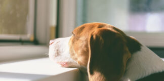 How to help pets manage separation anxiety