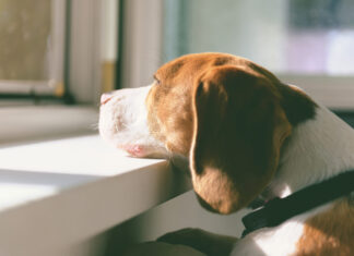How to help pets manage separation anxiety