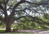 Trees play a vital role in landscape design