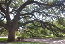 Trees play a vital role in landscape design
