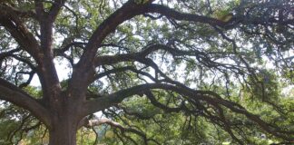 Trees play a vital role in landscape design